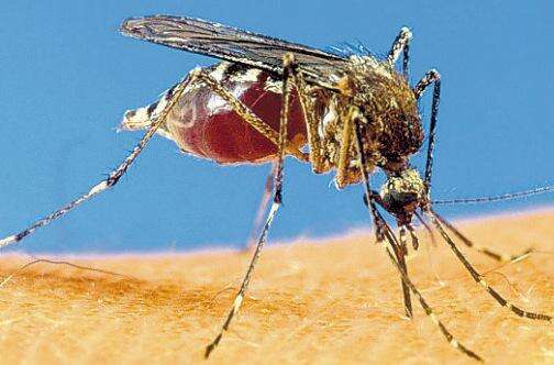 Barbados Monitors 8 Suspected Cases Of Zika Virus - Jamaica Observer