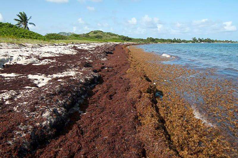 Sargassum threatens regional industries Jamaica Observer