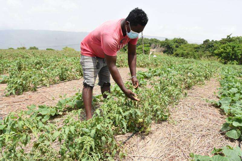 Cash Crops Scarce - Jamaica Observer