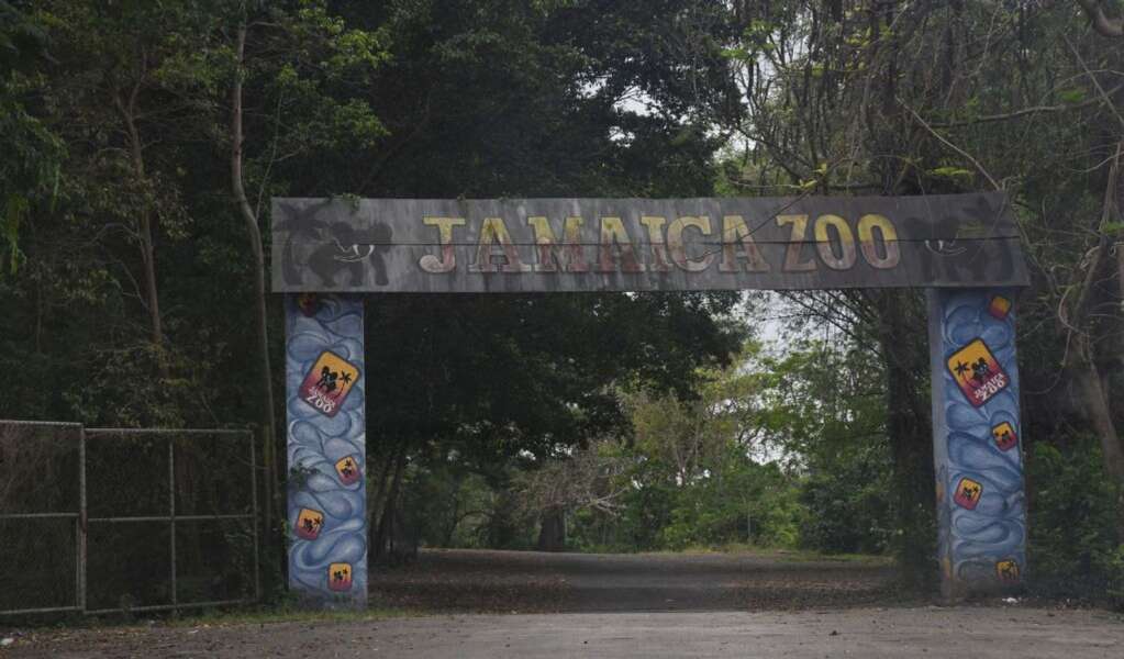 Jamaica Zoo Bemoans Lack Of Funding, Says It Could Be Top Attraction ...