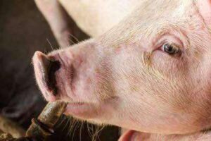 Barbados denies pig sperm shortage