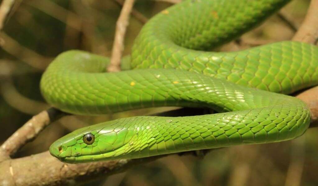 Extremely venomous' green mamba on the loose in Netherlands, Snakes