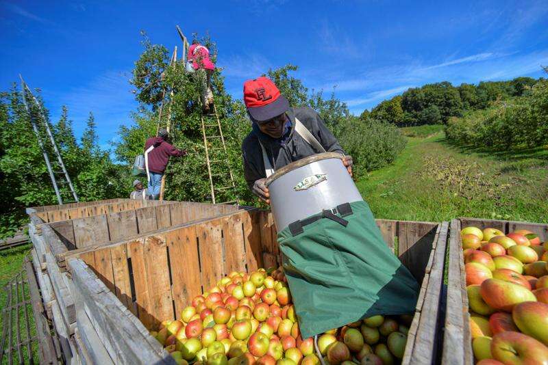 Overseas employment programme overhaul Jamaica Observer