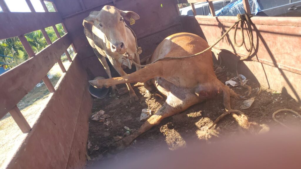 Two arrested after stolen cows found in truck in Manchester - Jamaica ...