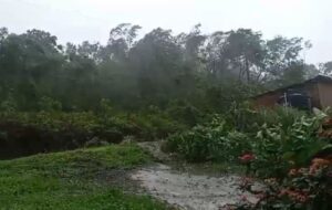 Hanover woman killed by falling tree limb during Hurricane Beryl
