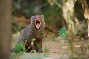 Vet, wildlife expert urge caution as pet mongoose trend emerges