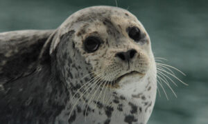 Mass die-off of rare seals has been reported in the Caspian Sea